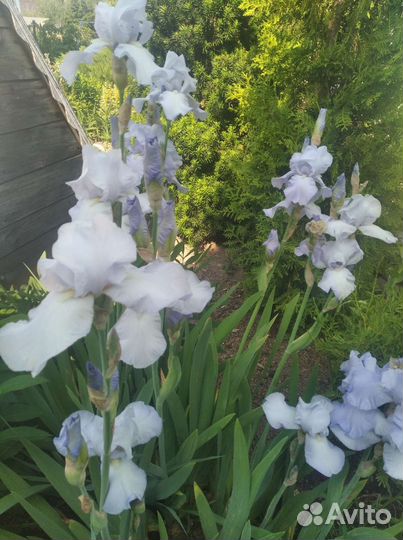 Ирисы сортовые
