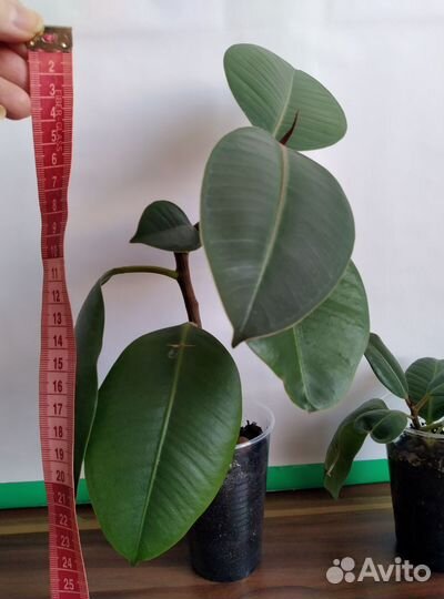 Фикус каучуконосный, Замиокульс