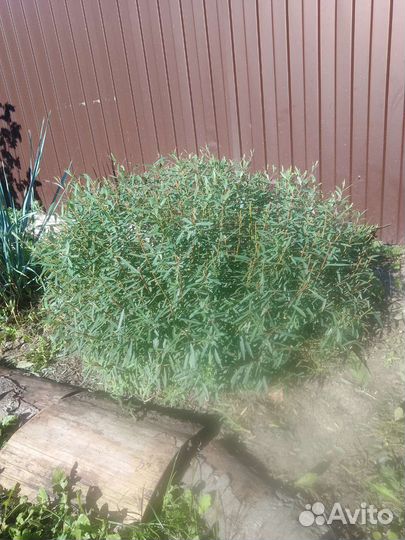 Ива пурпурная