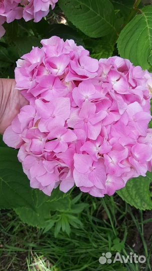 Гортензия саженцы