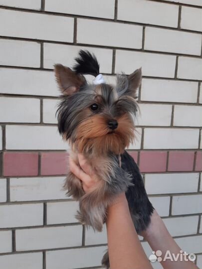 Щенок Йорка