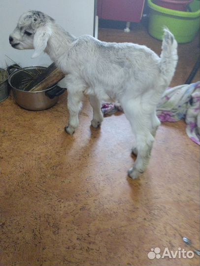 Продам козлят