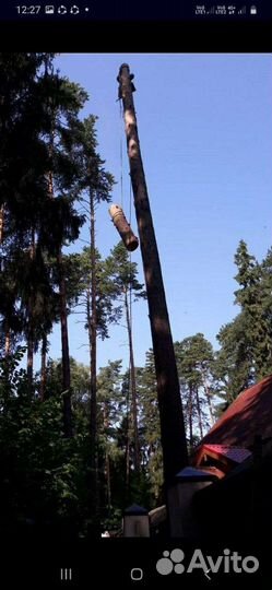 Спил и удаление деревьев