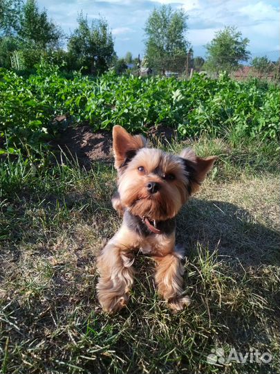 Йоркширский терьер