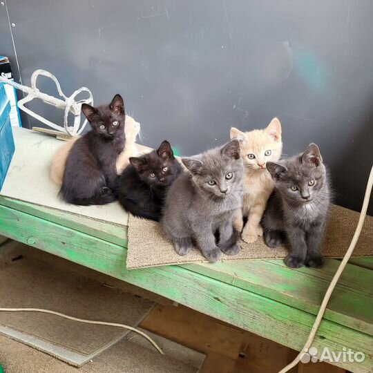Котята в добрые руки даром
