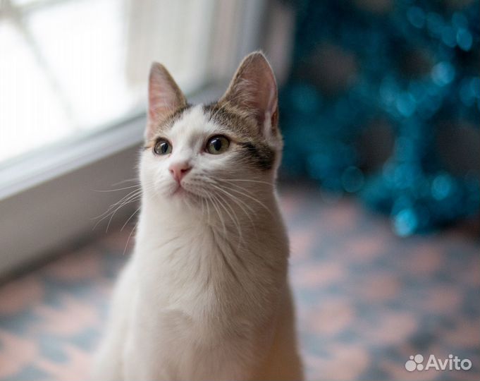 Котенок в добрые руки