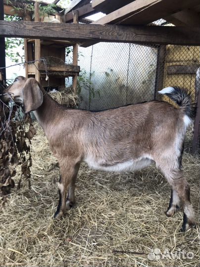 Англо нубийская козочка