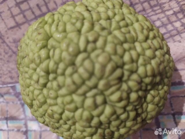 Адамово яблоко