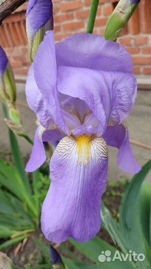 Ирисы