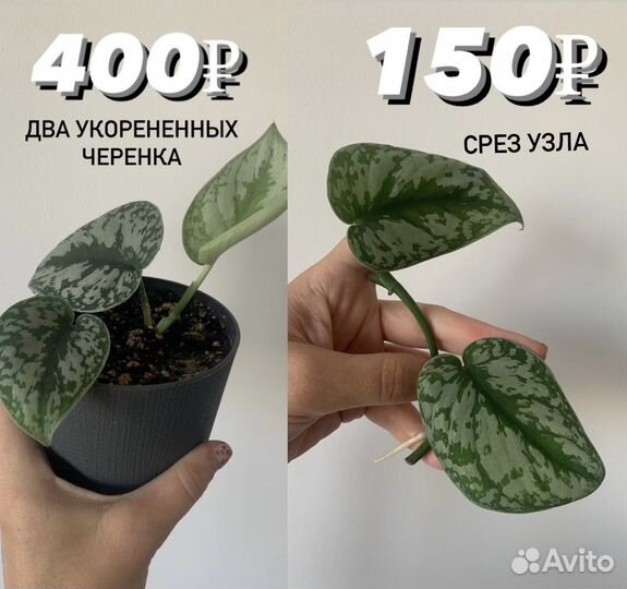 Сциндапсус пиктус треби