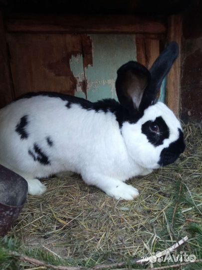 Кролики разных пород