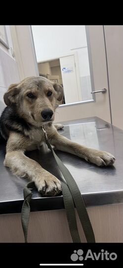 Собака потерялась