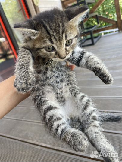 Котята в добрые руки даром