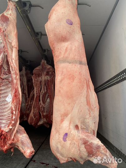 Свинина, говядина (быки, коровы) в тушах и п/т