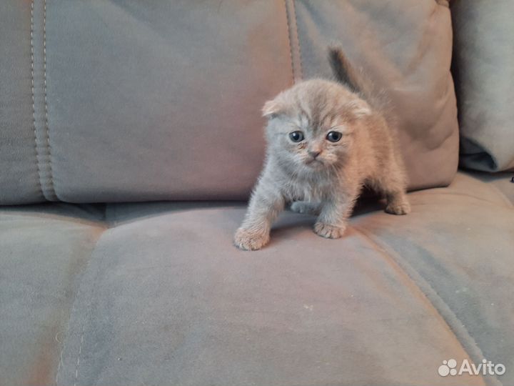 Шотландская вислоухоая девочка