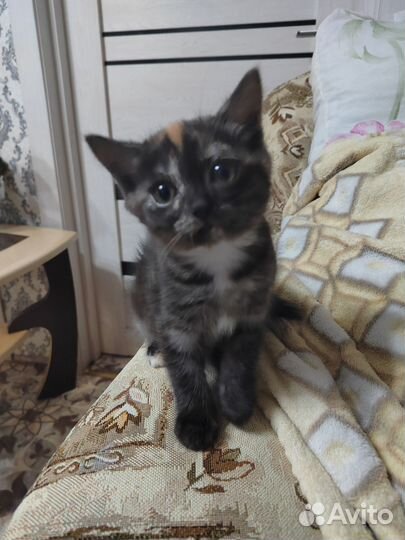 Черепаховая красавица