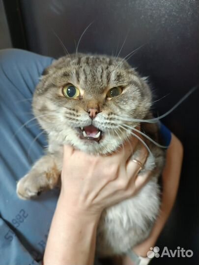 Котик мальчишка