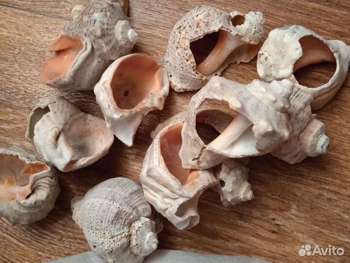 Гуппи, ракушки