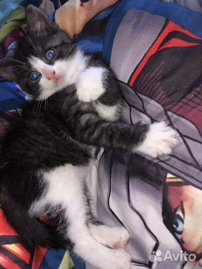 Котята