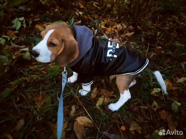 Одежда для собак