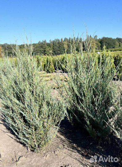 Можжевельник Блю Эрроу с доставкой с полей