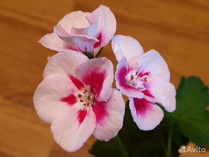 Пеларгония герань