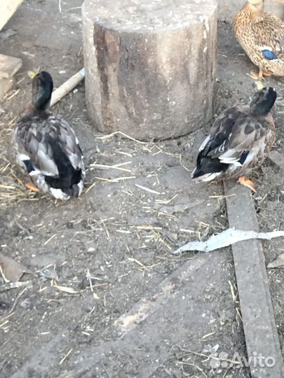 Селезень подсадной утки