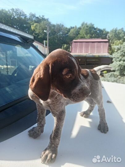 Дратхаар-курцхаар