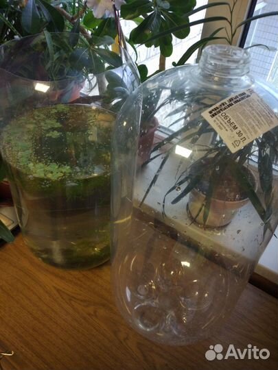 Гуппи отдам