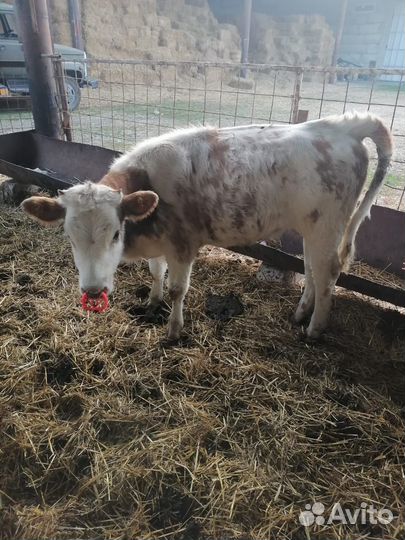 Бычки и тёлки