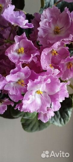 Фиалка комнатная