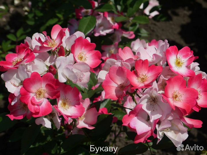 Саженцы мускусных роз