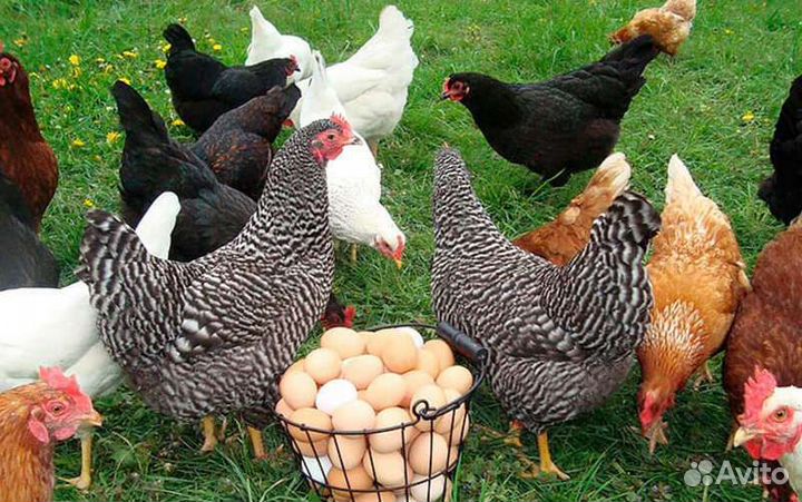 Куры несушки