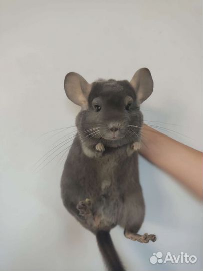 Шиншилла
