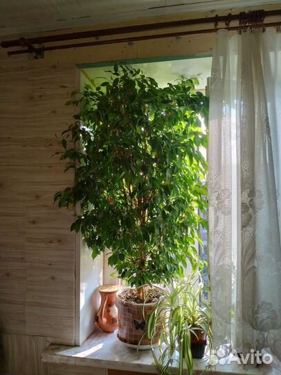 Замиокулькас