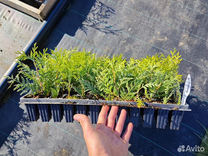 Туя, можжевельник (укорененные черенки)