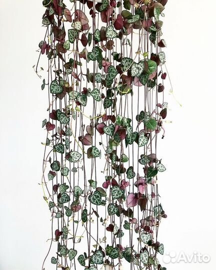 Церопегия Вуду, Вуди