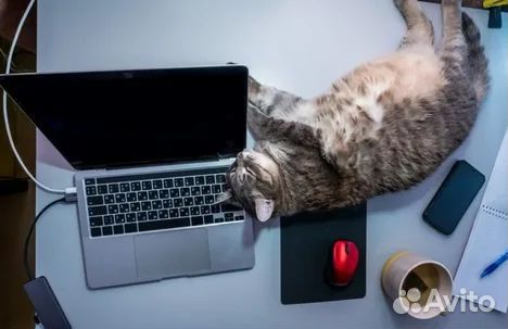 Удаленно из дома от 4 ч.в день.Нет продаж.Оператор