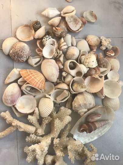 Ракушки морские и веточки коралла