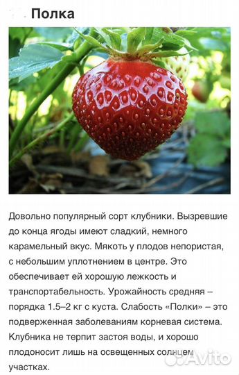 Саженцы клубники