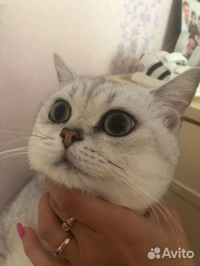 Шотландская