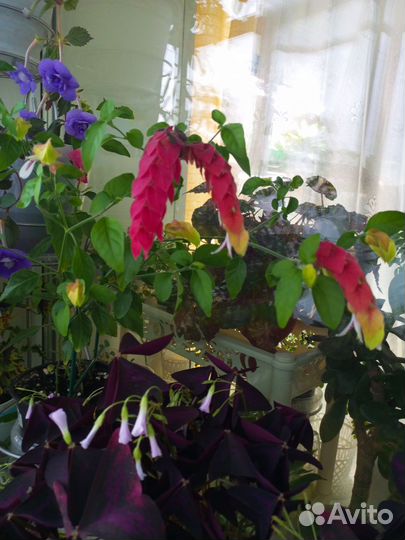 Белопероне