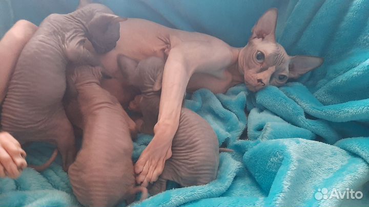 Донской сфинкс