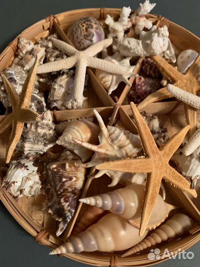 Набор ракушек, морских звезд