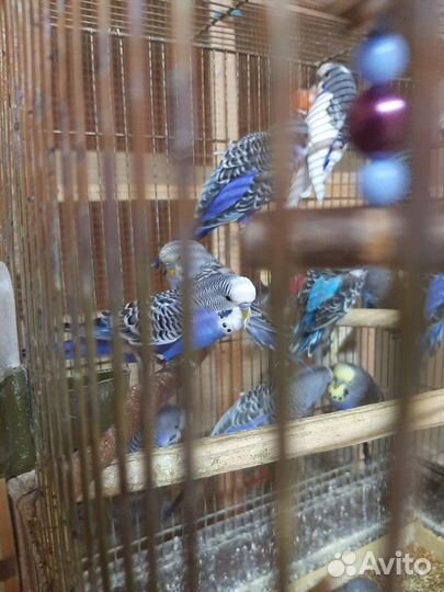 Попугаи смесь