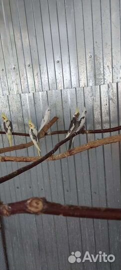 Продам какарика, корелл, ожерелового, неразлучника