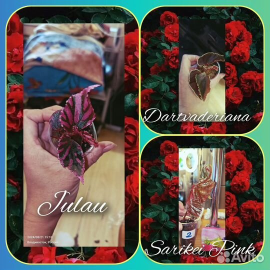 Бегония набор