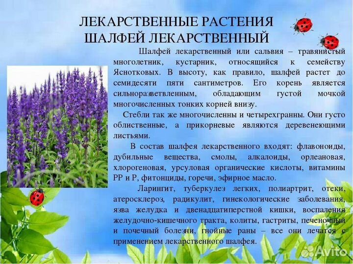 Шалфей дубрав.как лаванда и шалф. лекарств
