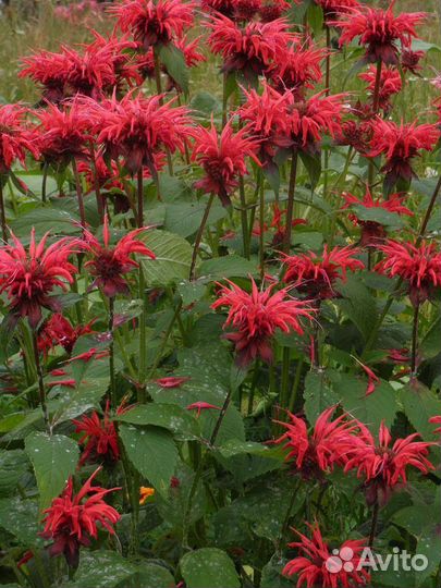 Монарда червона рута, лимонная