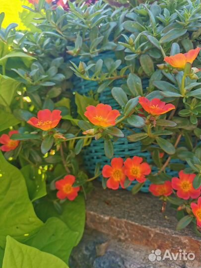 Вегетативный портулак